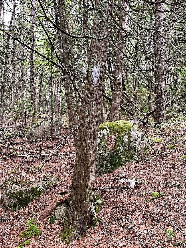 Photo of 0 Tunk Lake Rd Lot 33, Sullivan, ME