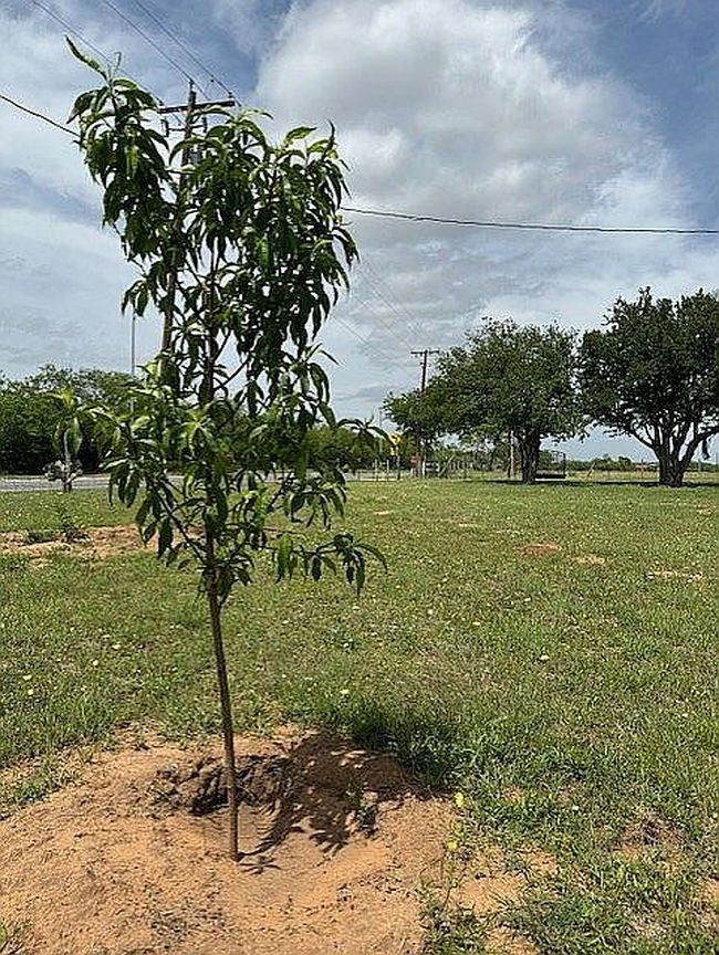 Photo of 444 Fm 430, Encino, TX