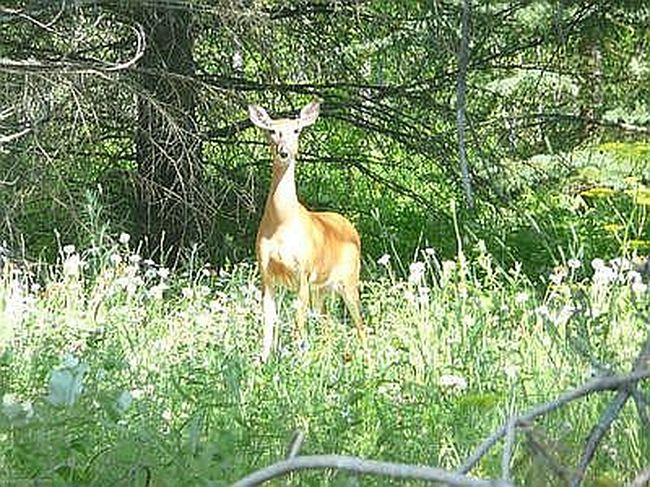 5358 Road 51, Aurora, MN