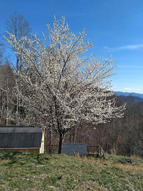 Image of 454 Granny Shepherd Rd