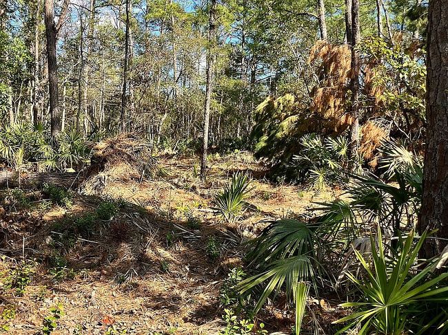 Photo of Lot 22 Pine Hill Rd Ne, Townsend, GA
