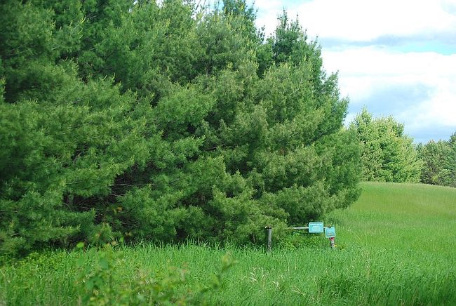 Image of 65Xx Locust Rd