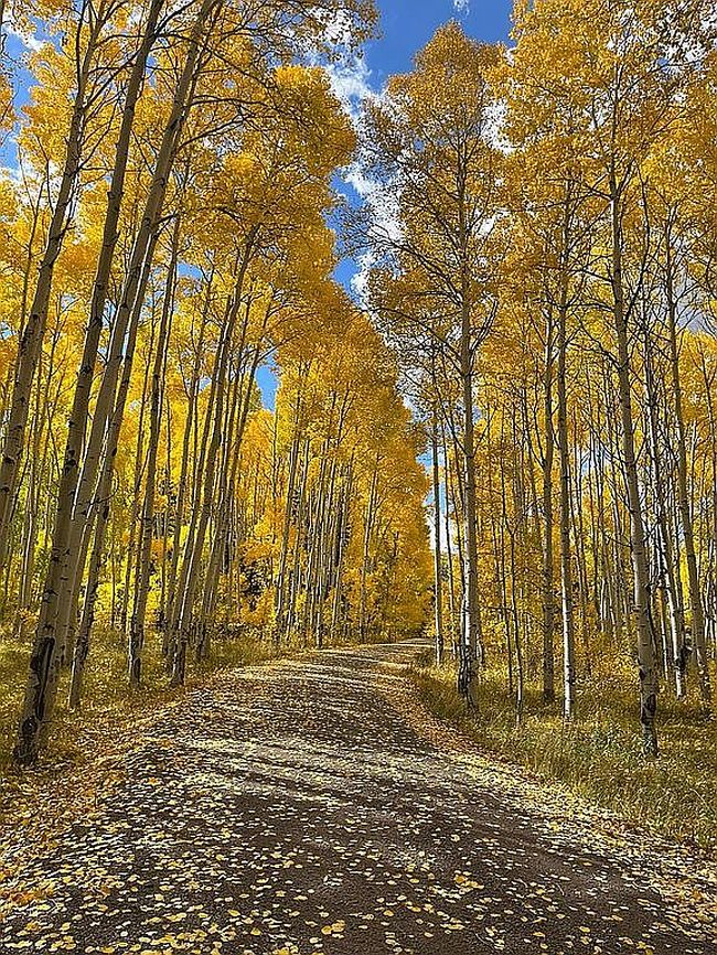 Image of 179 Elk Meadow Run Lot 135