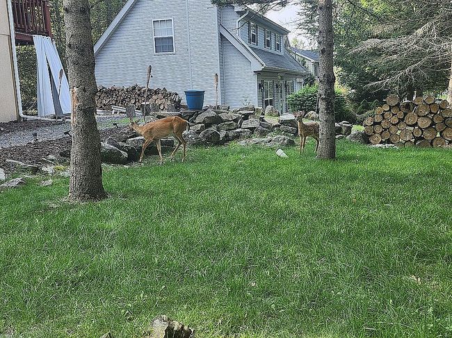 Photo of 7381 Ventnor Dr, Tobyhanna, PA