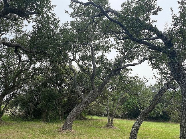Image of 1403 N Live Oak St