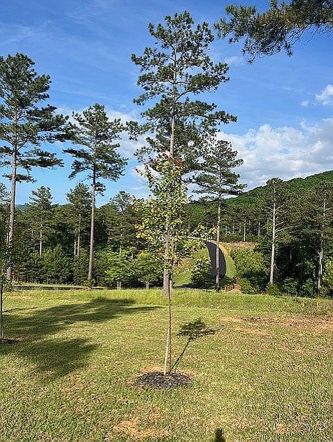 Photo of Loop Ln, Blairsville, GA