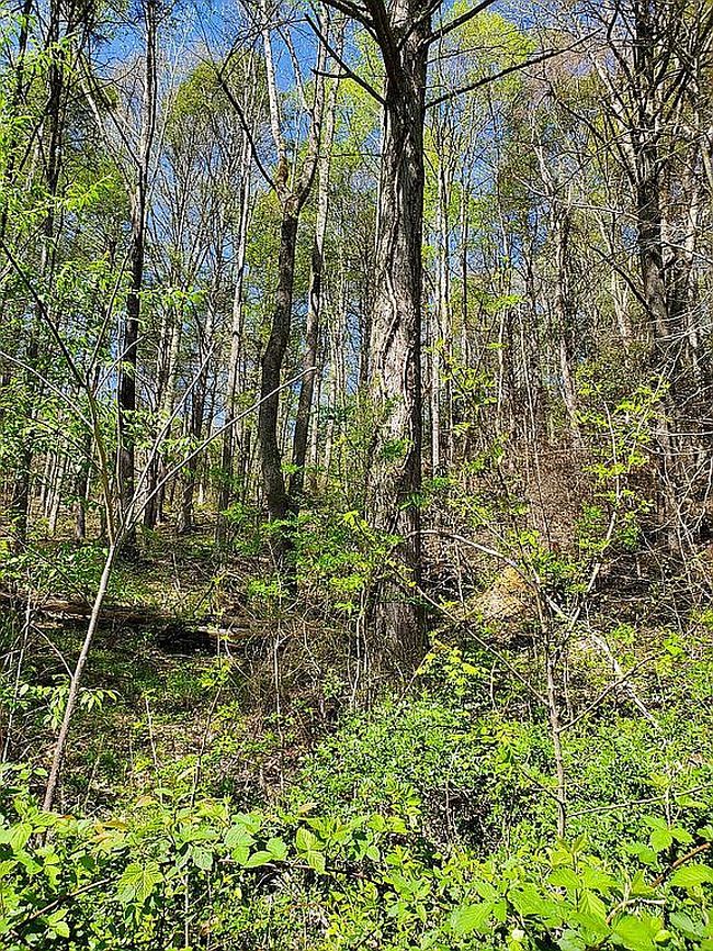Photo of 179 Hampton Creek Rd, Roan Mountain, TN