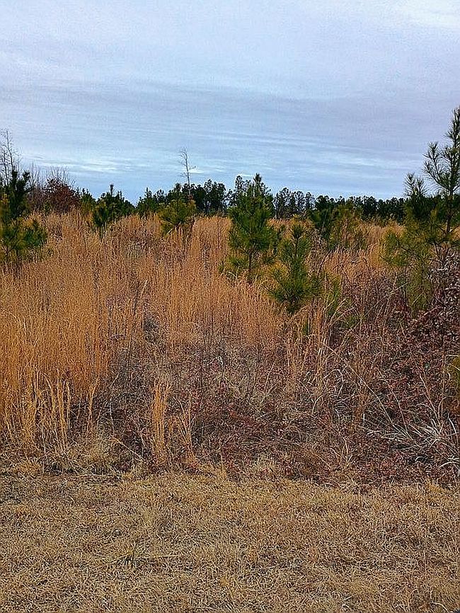 Photo of Baltimore Church Rd, Warrenton, NC