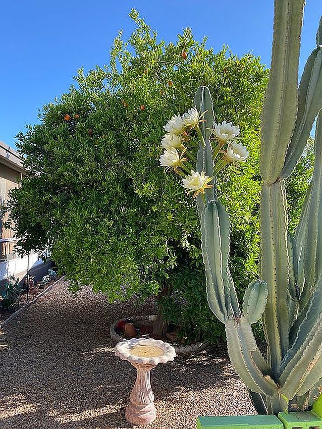 Photo of 601 N Hayden Rd Lot 29, Scottsdale, AZ