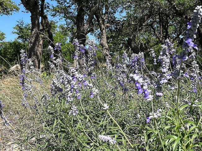 11 Cattlemans Crossing Dr, Kerrville, TX