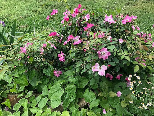 4620 Kenyon Dr, Little Rock, AR