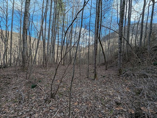 Image of 296 Bee Branch Rd