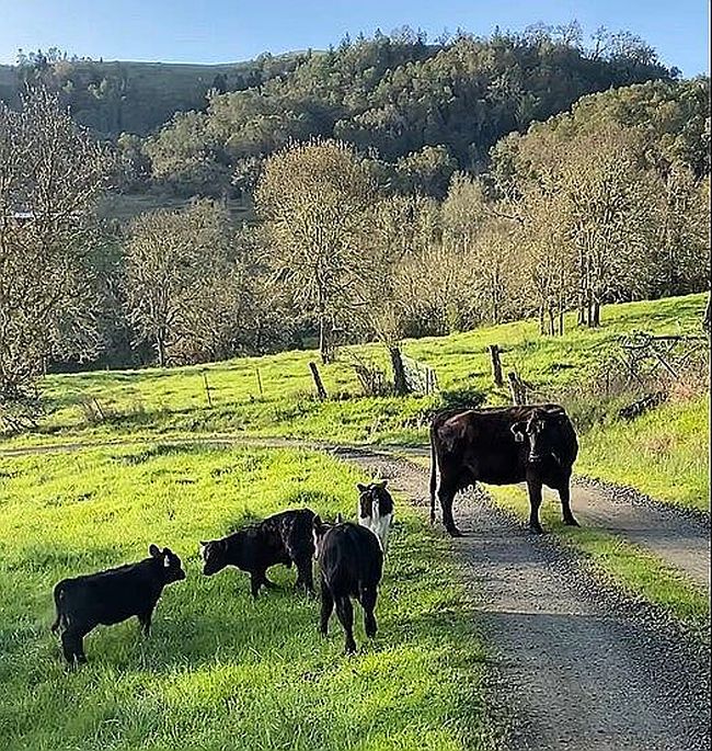 Photo of 787 Buckhorn Rd, Roseburg, OR