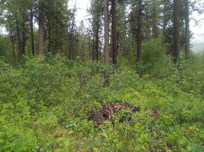 Image of 251 E Sanpoil Rd