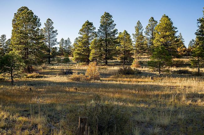 Photo of 1347 Trails Blvd, Pagosa Springs, CO