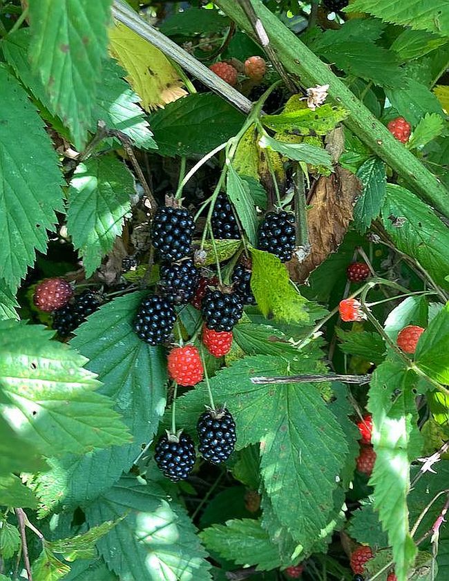 Additional photo 1 of property located at 3974 Gum Springs Mountain Rd