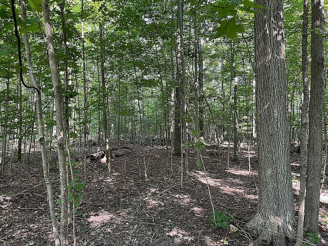 Image of 12157 Girdled Rd