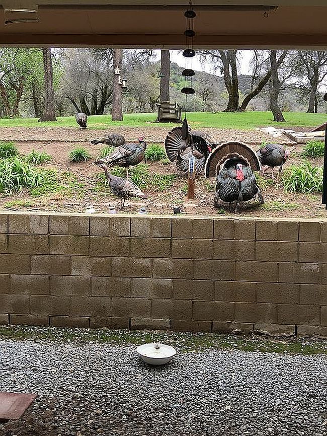 Photo of 44819 Tyler Creek Dr, Porterville, CA