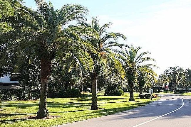 Image of 463 Palm Tree Dr