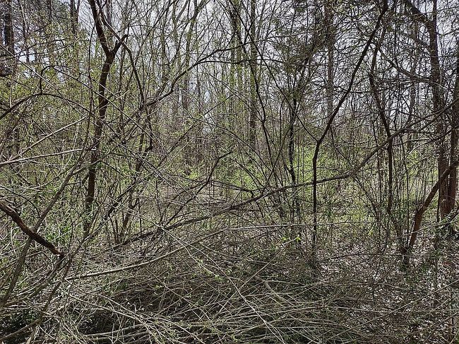 Image of 36 Cajun Hill Rd