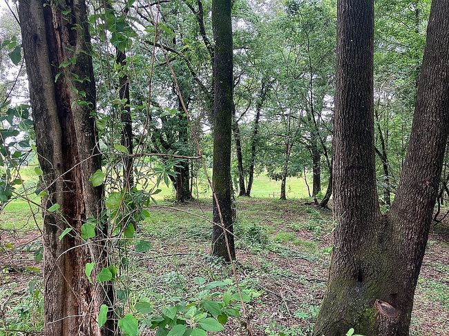 Photo of 433 Lr #736, Ashdown, AR