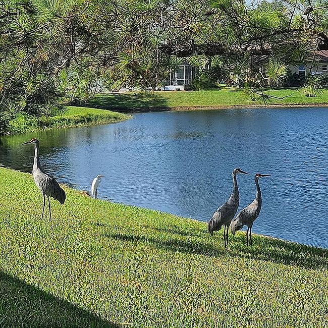 Image of 13630 Plantation Lake Cir