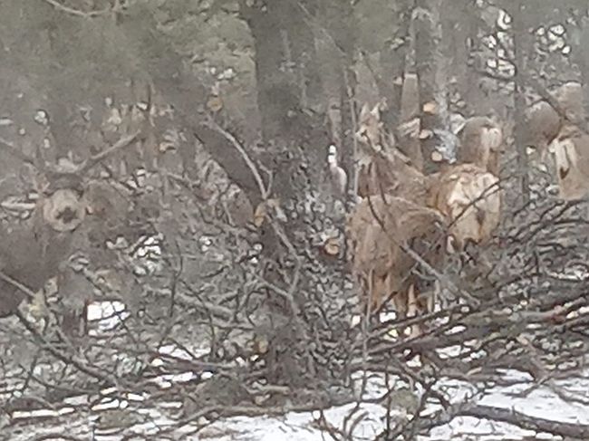 Photo of 5258 Copper Gulch Rd, Cotopaxi, CO