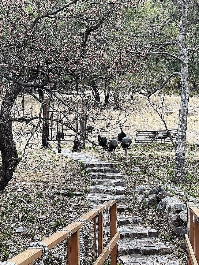 Image of 44 E Ramsey Canyon Rd