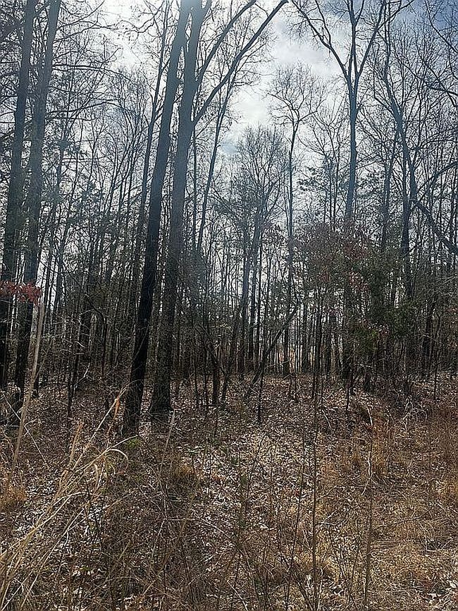 Image of 9024 Pinenoll Ln