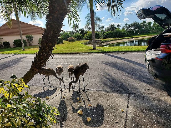 Photo of 6571 Draw Ln #105, Sarasota, FL