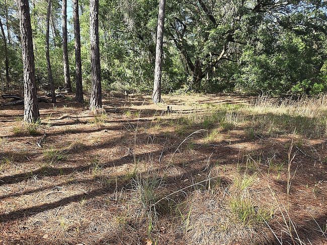 Photo of 0 County Road 42 Lots 47-56, Paisley, FL