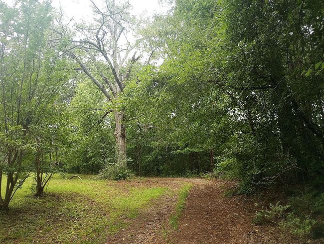 Photo of 622 Woodland Ave W, Wedowee, AL