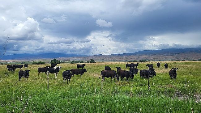 Photo of 1032 W Indian Valley Rd, Indian Valley, ID