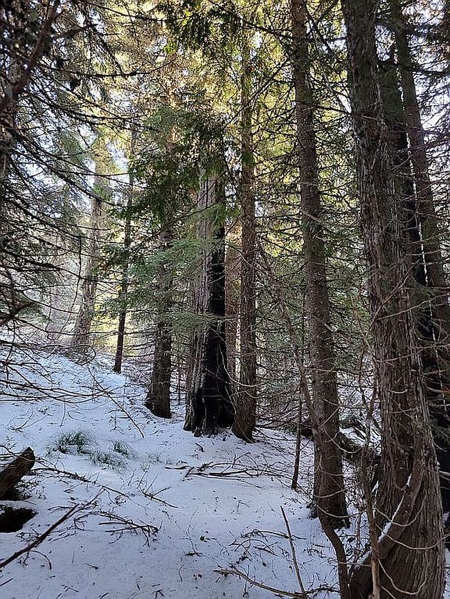 Cedar Creek Rd, Ione, WA