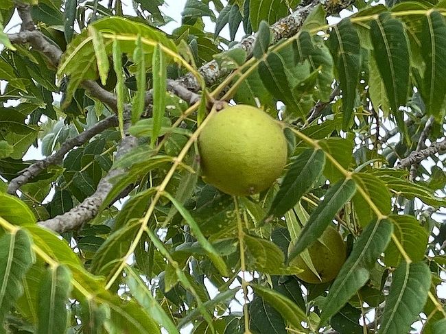 Additional photo 3 of property located at 11 Cattlemans Crossing Dr