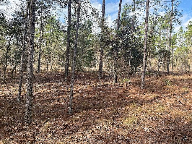 Image of Sw Buena Vista Rd