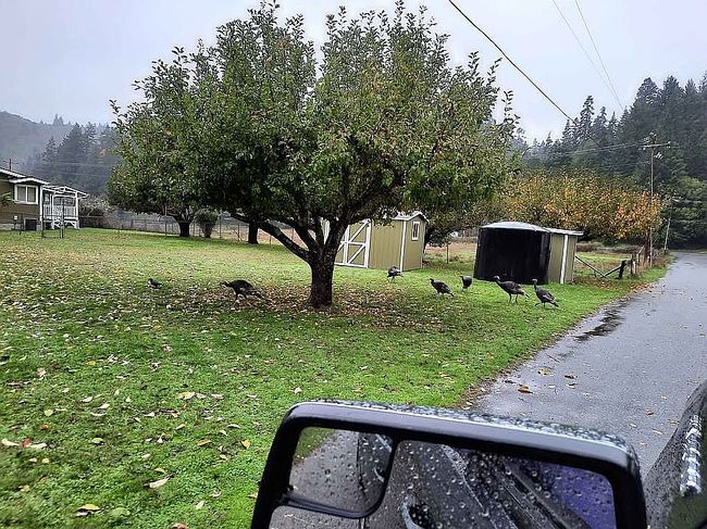Photo of 97071 Bluebird Ln, Gold Beach, OR
