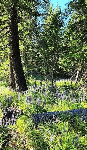 Photo of 127 Lions Rd, Priest River, ID