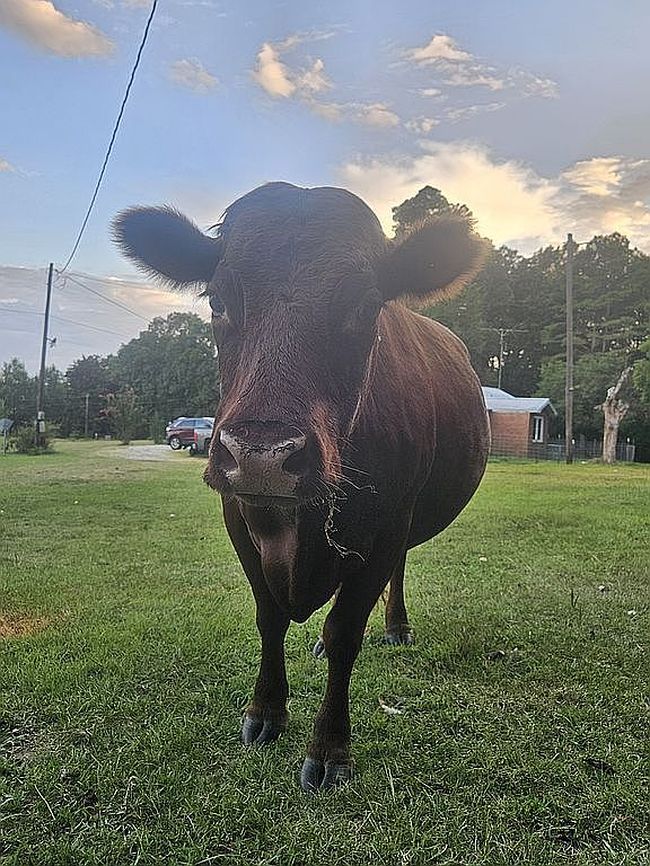 Photo of 98 County Road 518, Como, MS