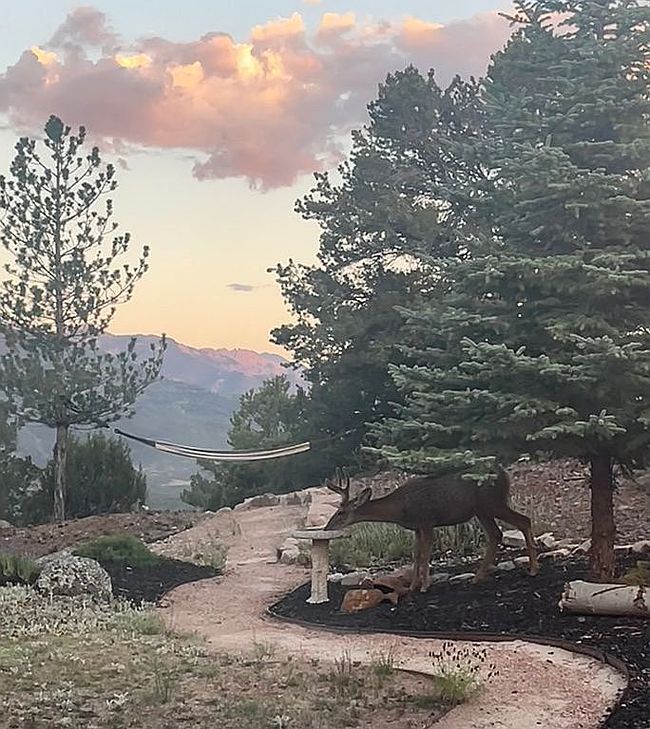 Photo of 842 Pine Dr, Ridgway, CO
