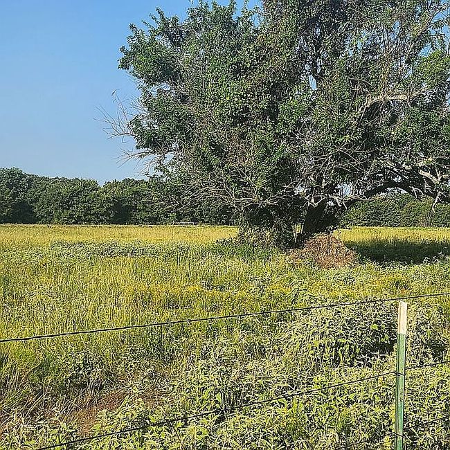 Photo of 277 Private Road 5552, Alba, TX