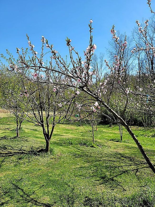 Image of 6727 Napier Rd