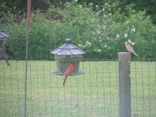 2301 State Route 1181, Bardwell, KY