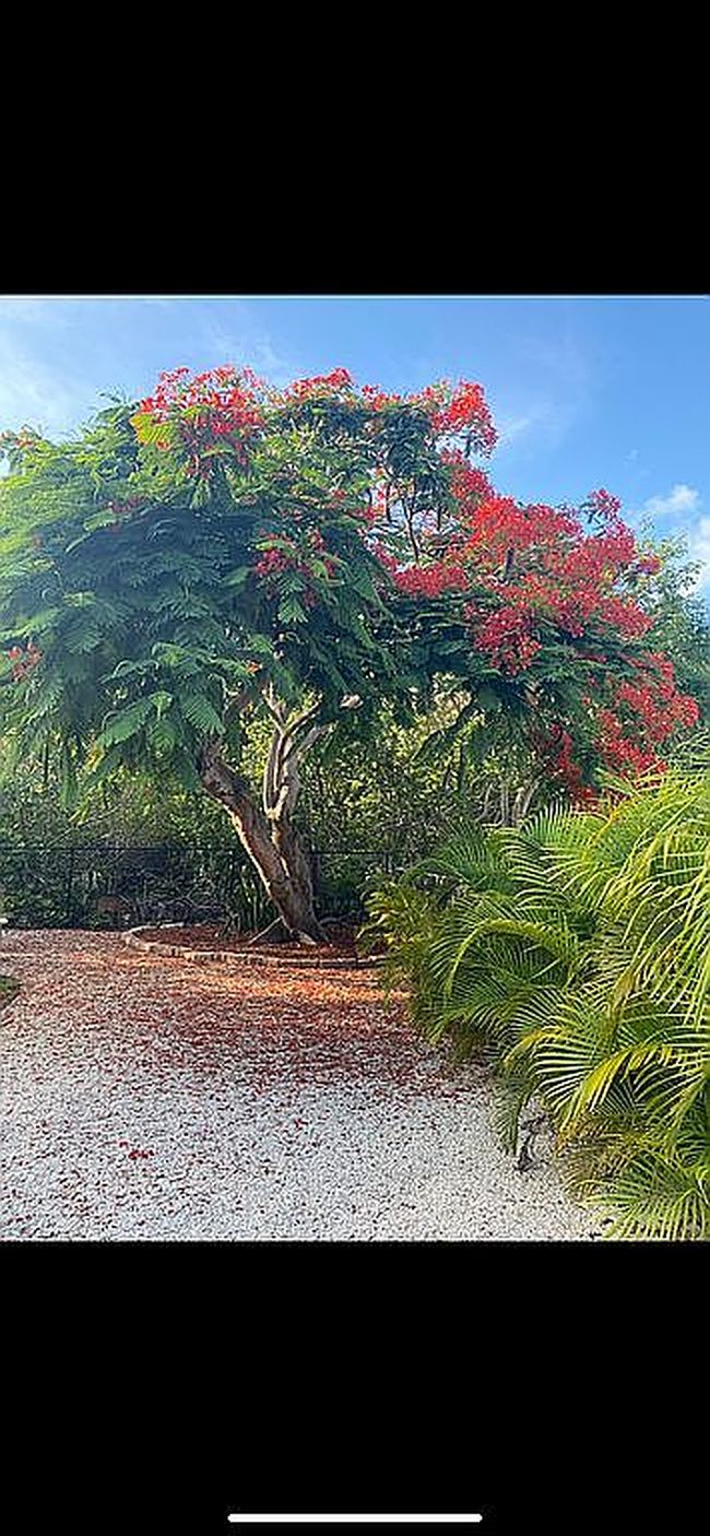 Photo of 30375 Oleander Blvd, Big Pine Key, FL