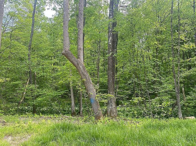 Photo of 15 & 16 The Mdws Hudson Mill Rd, Albright, WV