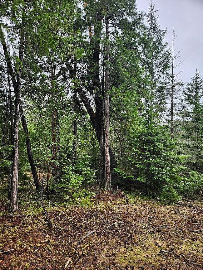 Photo of 0 State Hwy #42, Camas Valley, OR