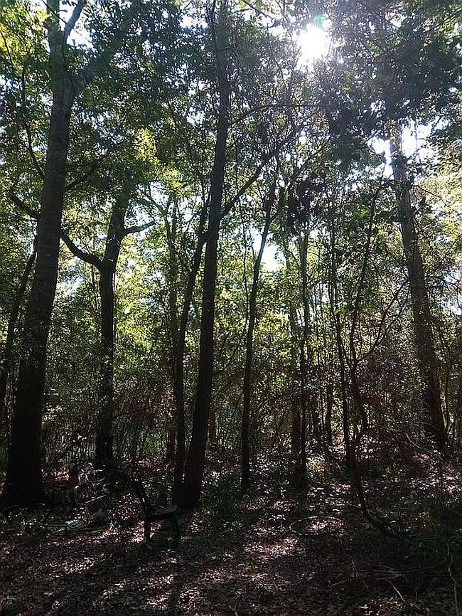 Photo of 24282 Marshburn Dr, Hockley, TX