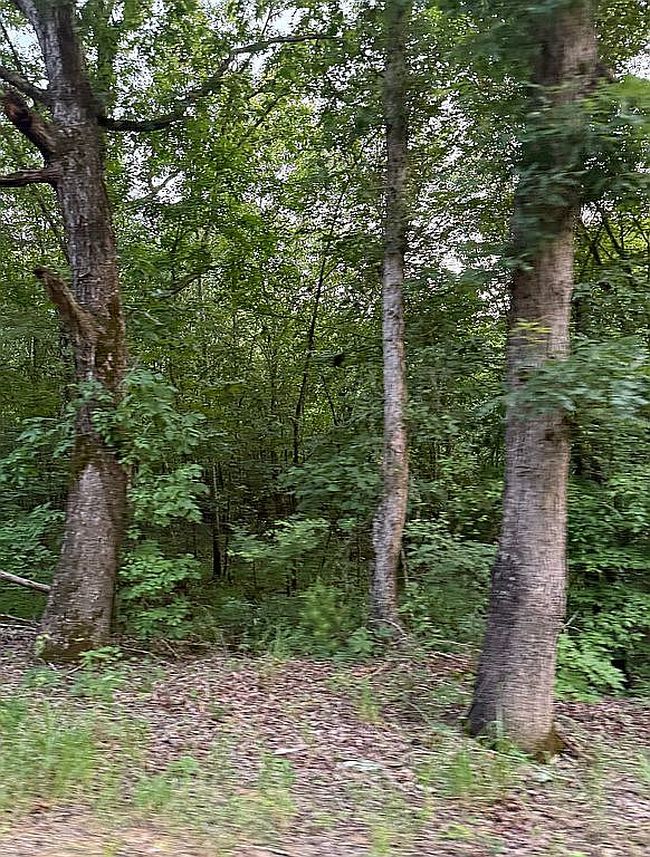Photo of 0 Staples Hollow Rd Se, Falkville, AL
