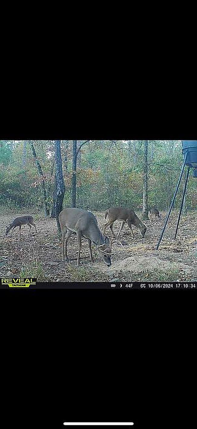 Photo of 487 Shouse Ford Rd, Amity, AR