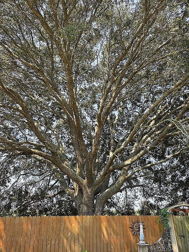 Photo of 14575 State Highway 417, Batchelor, LA